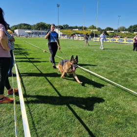 Lando läuft auf der Siegerschau mit seinem jugendlichen Hundeführer V 41