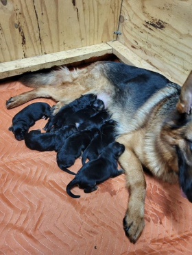 Lando fathers 8 puppies